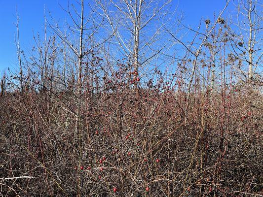 Lots of rose hips