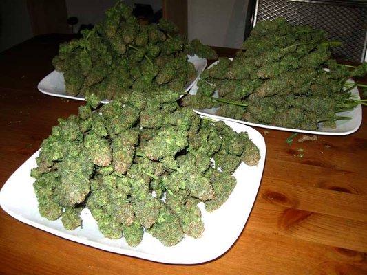 Weed for sale www.jackcannadispensary.com