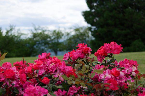 Council Crest Park