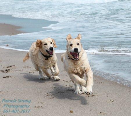 Furry Family Pet Photography Pamela Strong Photographer