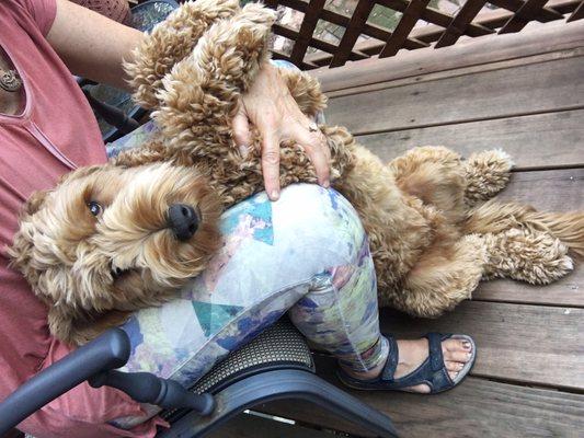 Totally relaxed, happy & loving the belly rubs!