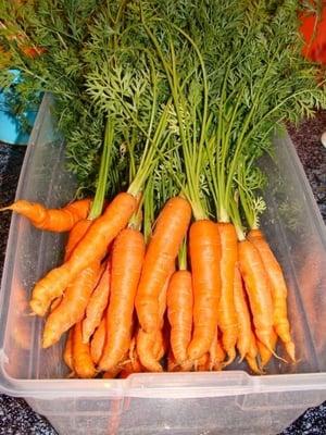 One day's harvest of carrots, September 2009