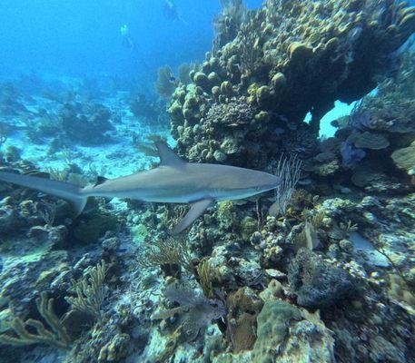 Shark from the Bahamas.