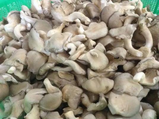 Fresh Oyster Mushroom