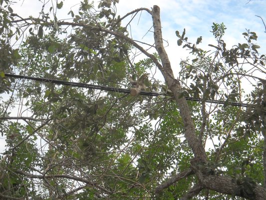 Cut limbs now laying on the Cable/Phone line.