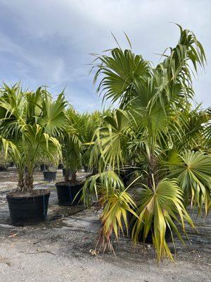 Thatch Palm (single&triple), 45 gallon