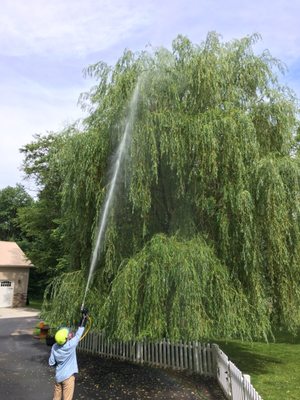 Treating a Willow tree