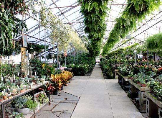 Claussen's offers Vermont's largest selection of Indoor Flowering and Foliage House Plants