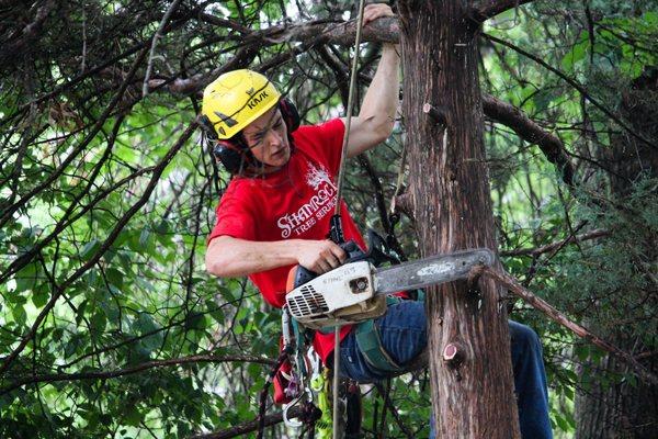 Shamrock Tree Service