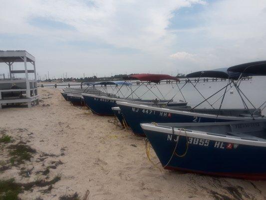 Bill's fleet of crabbing boats.