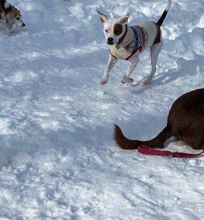 our dogs love playing in the snow!