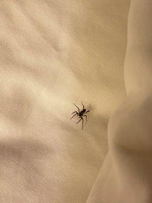 Brown Recluse Spider in the bed in our hotel room. Disgusting!