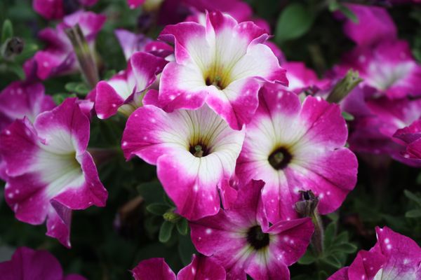 Particularly pretty Petunias. Worth the trip! Colors, choices galore!