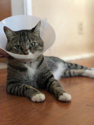 My kitty in his cone of shame