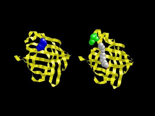 Adifab, one of our fluorescent probes