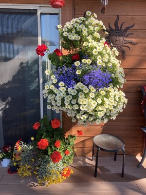 Basket & potted geranium