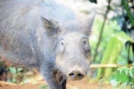 Pig on Kauai