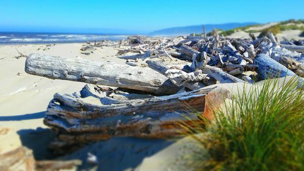 Looking north along the driftwood covered beach.