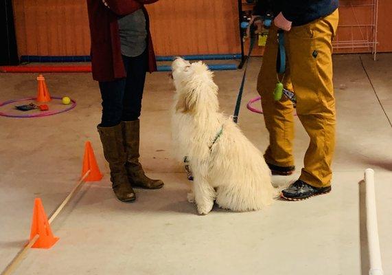 Emmie sitting nicely for her owners