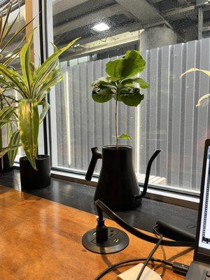 Seating area with plants