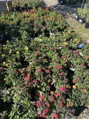 Lantana selections