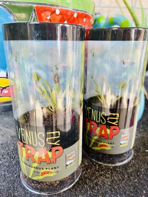 Venus fly traps on sale for $4.95 ea.!