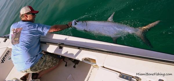 Miami Tarpon