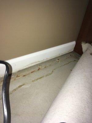 Damaged baseboard caused by improper running of drain tube from its original path away from the finished wall.