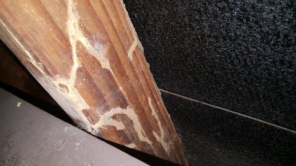 Sunterranean Termite Damage