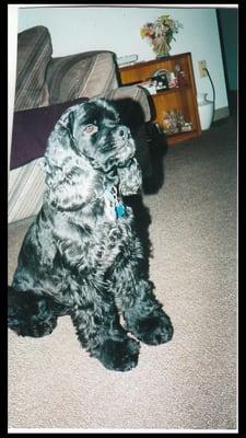 Marty - cocker Spaniel. Groomed by A Pet Reflection!