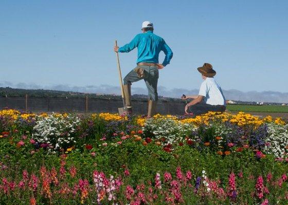 Vintage picture of flower fields in the Salinas Valley.