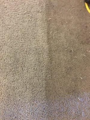 carpet cleaning