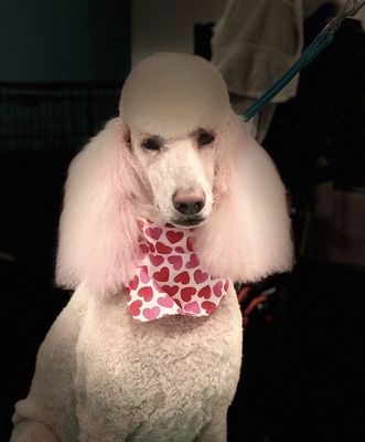 pet safe hair coloring