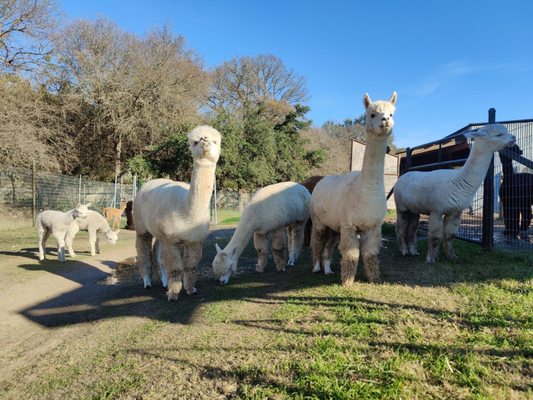 Alpacas and the baby's