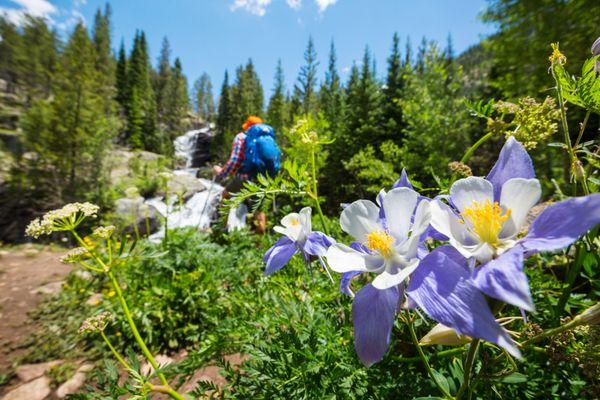 Build a hike around wildflowers, an alpine lake, or mining history.