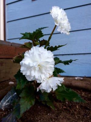 Beautiful Begonia