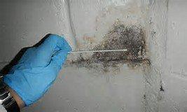 Professional Mold Inspections and testing