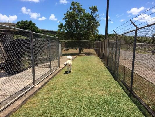 My dog Cinnimon enjoying some free run time during visiting hours.