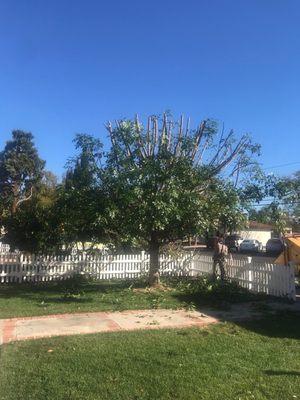 Evergreen Ash trim almost completed