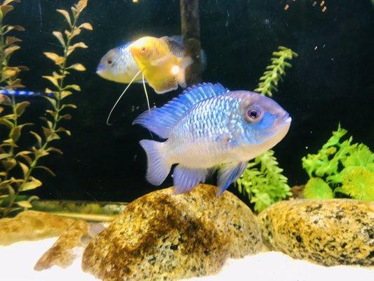 Blue Acara,Gold Groumie"