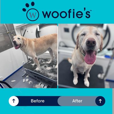 Hercules pre and post Luxury Bath with 3-step deshed! That smile says it all!