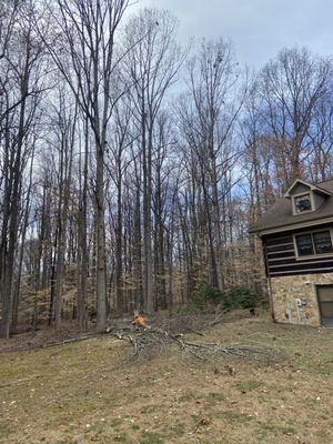 Removal of a oak tree