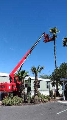 Palm trees trimming