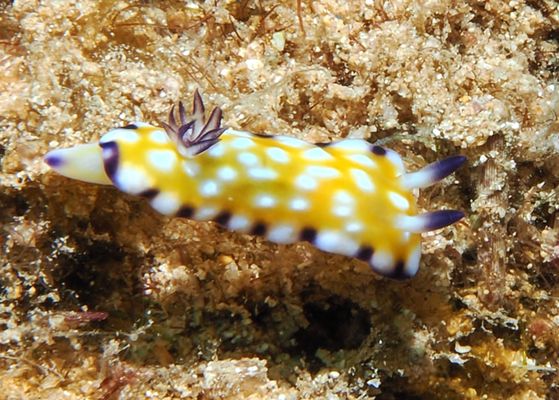 Trembling nudibranch