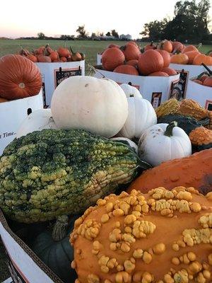 Lunch lady gourds & assorted pumpkins.