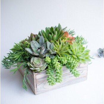 Succulent garden from Eclectic Design