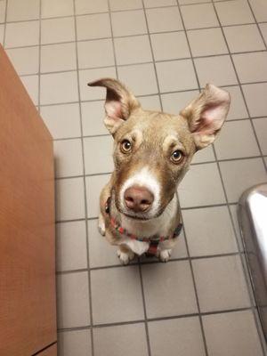 Mowgli hanging out with us getting all his vaccines done! What a cutie!!!