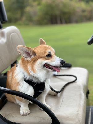 My Caddy