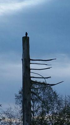 Friends in the trees...not sure, but is this guy a hawk or a falcon...?