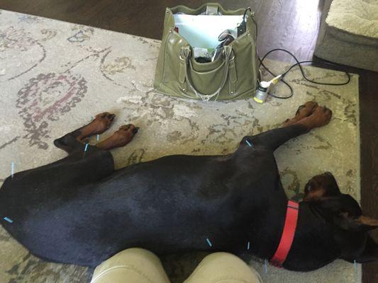 A sleepy canine patient receiving acupuncture.